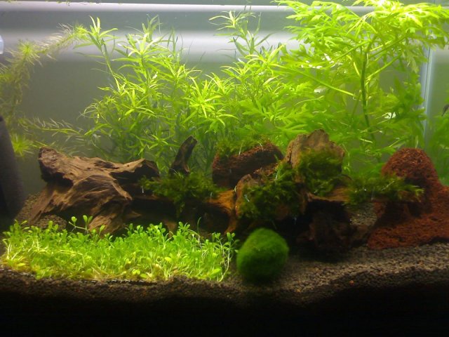 StrOwbErY6355.jpg StrOwbErY6355.jpg