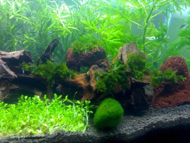 StrOwbErY6357.jpg StrOwbErY6357.jpg