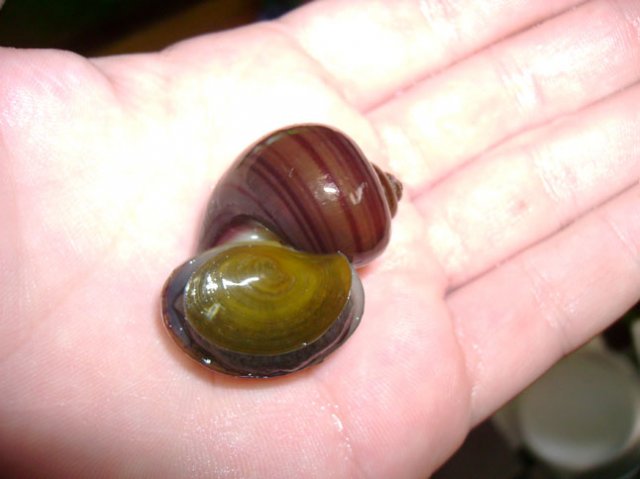 Athena operculum.jpg