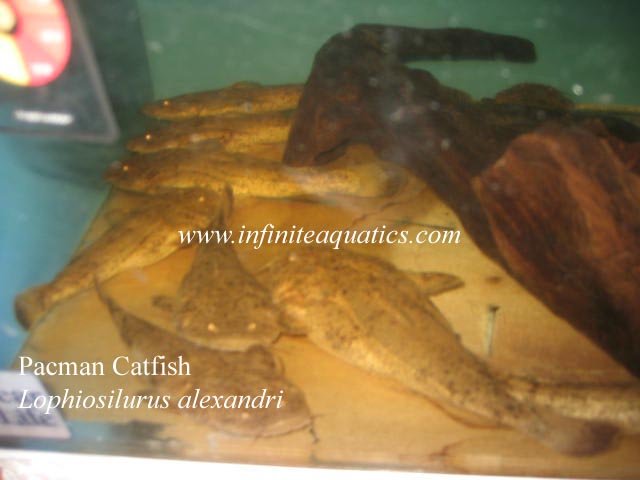 Pacman Catfish Medium Size.jpg