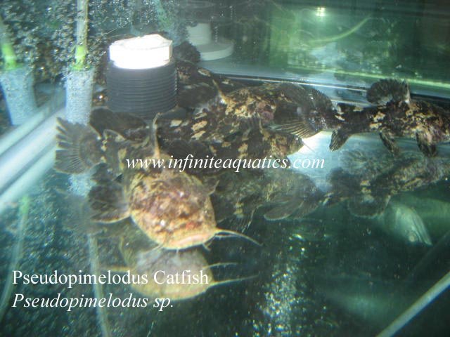 Catfish Pseudopimelodus sp.jpg Catfish Pseudopimelodus sp.jpg