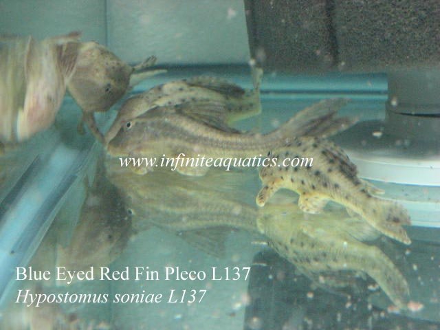 L137 Pleco Blue Eyed Red Fin.jpg L137 Pleco Blue Eyed Red Fin.jpg