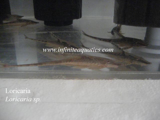 Loricaria sp.jpg Loricaria sp.jpg