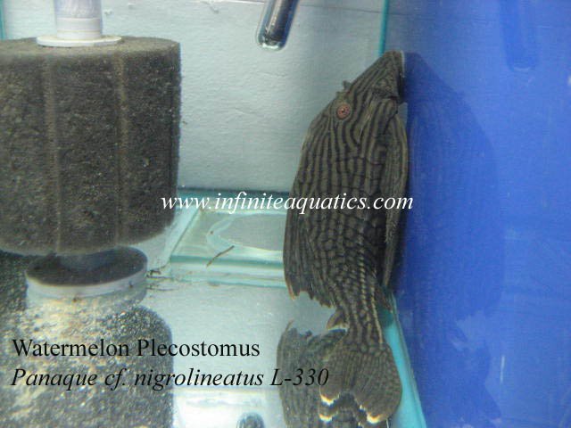 Watermelon Pleco L330 8 inch.jpg Watermelon Pleco L330 8 inch.jpg
