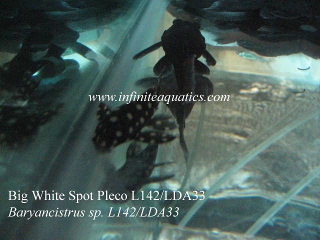 Snow Ball White Spot L142 LDA33.jpg Snow Ball White Spot L142 LDA33.jpg