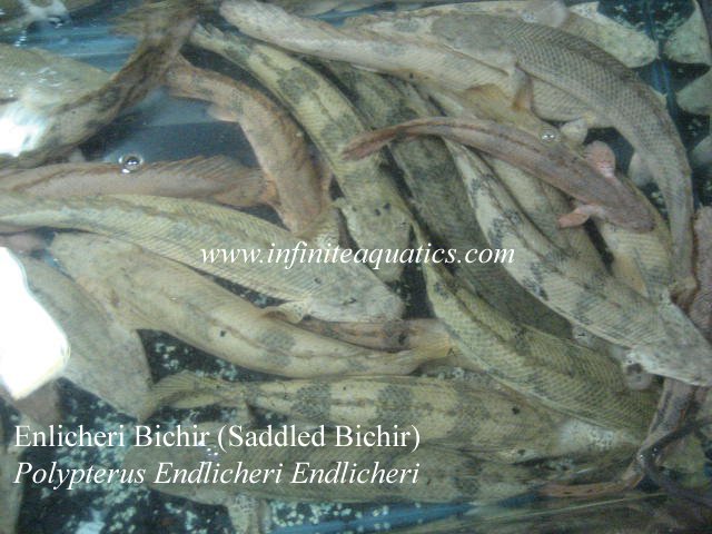 Endlicheri Large Top View.jpg Endlicheri Large Top View.jpg