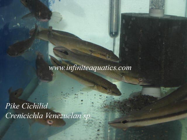 Crenicichla Venezuelan.jpg Crenicichla Venezuelan.jpg