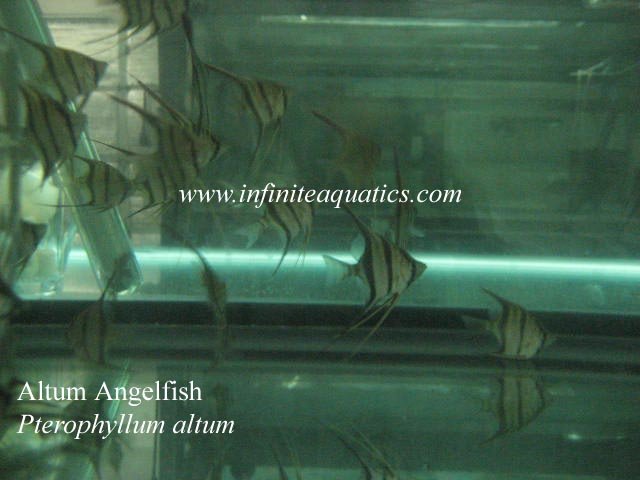 Altum Angelfish.jpg