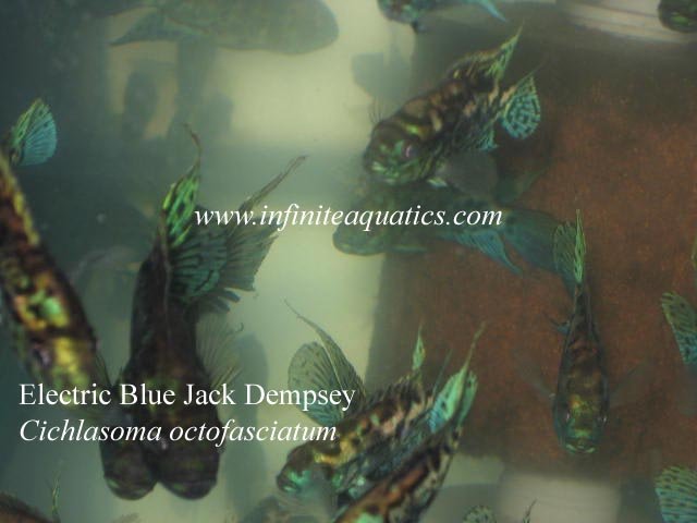 Electric Blue Jack Dempsey.jpg Electric Blue Jack Dempsey.jpg