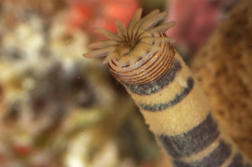 Phascolosoma agassizii.jpg