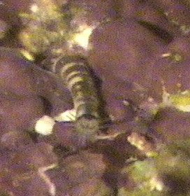 Sipunculid peanut worm.jpg