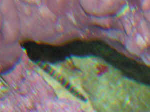 striped_worm_id_wwm.jpg
