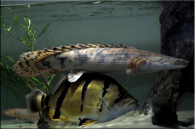 aug15bichir4.jpg
