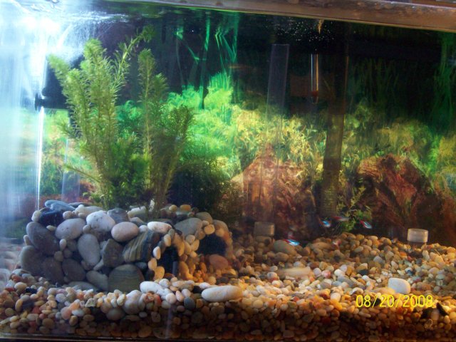 40 gallon 070.jpg