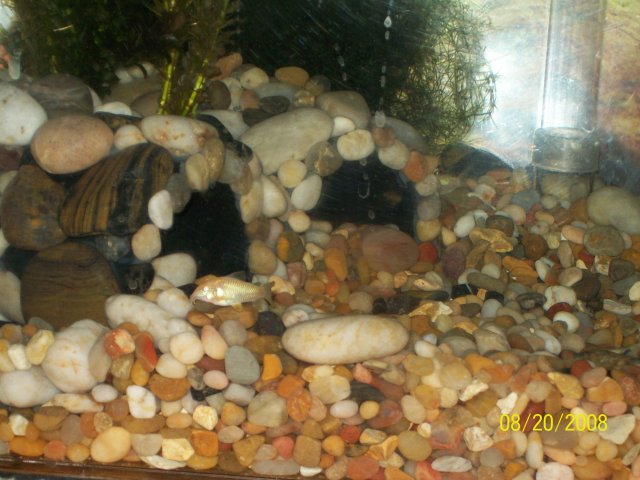 40 gallon 060.jpg