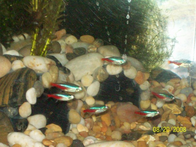 40 gallon 051.jpg