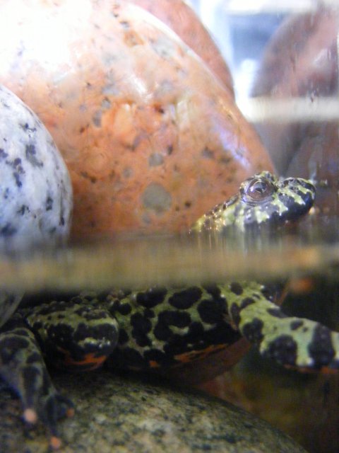 toadie2.JPG