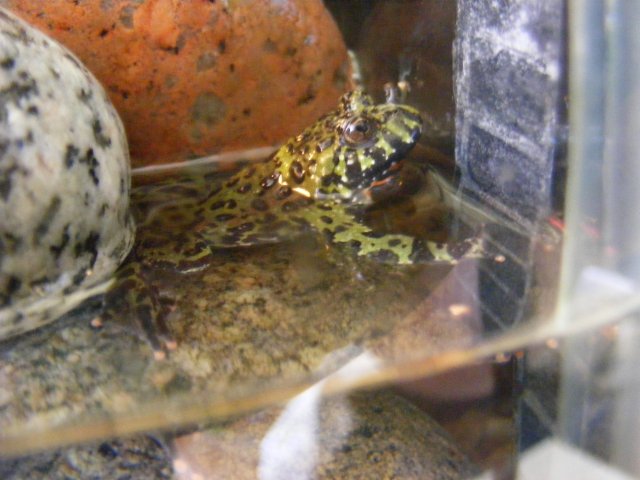 toadie3.JPG