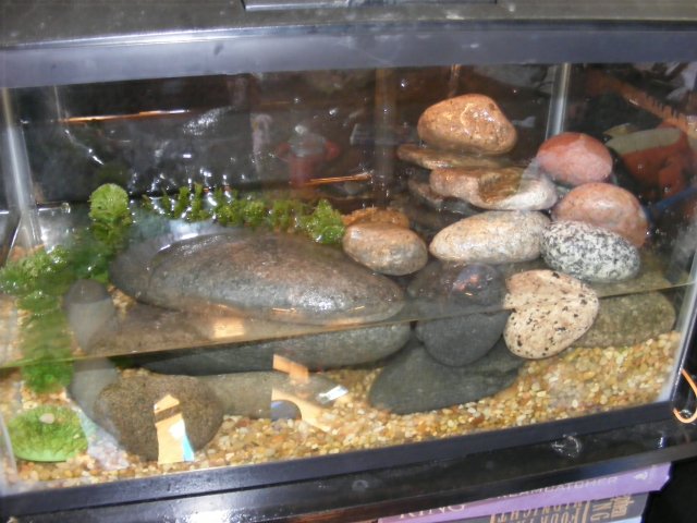 tank5 (2).JPG