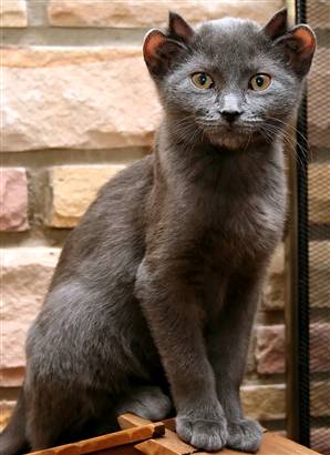080822-four-eared-cat-930a_widec.jpg