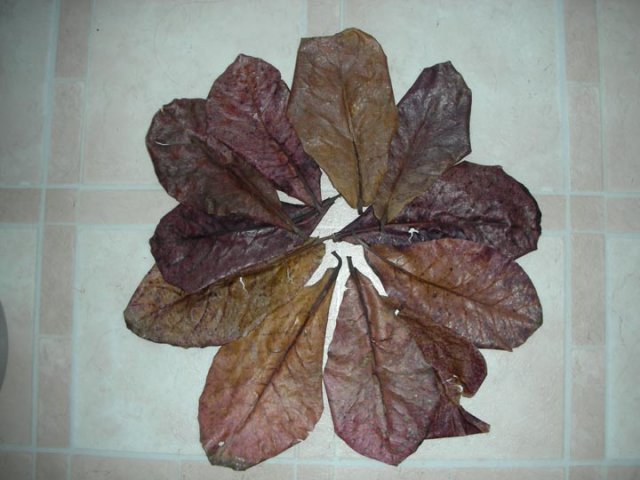 DSCN3939.JPG