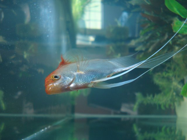 angel 017.jpg