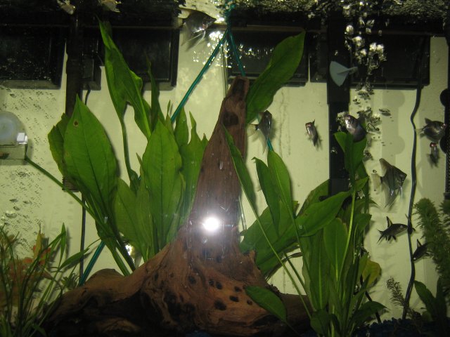 IMG_0006.JPG