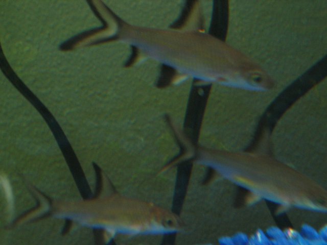 IMG_0010.JPG