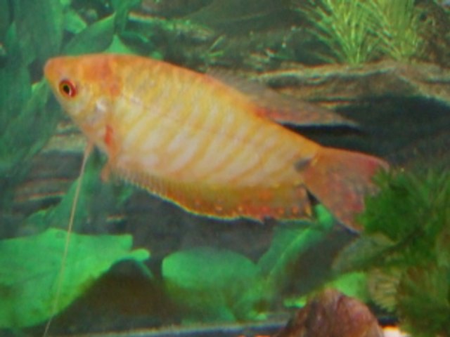 Goldie1.jpg