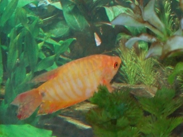 goldie2.jpg