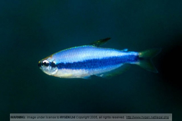 royal tetra2.jpg