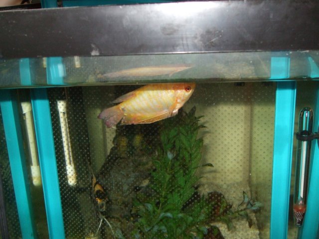goldie1.jpg