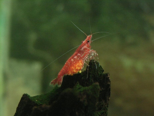 Cherry Shrimp.JPG
