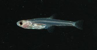 fish ID game.jpg