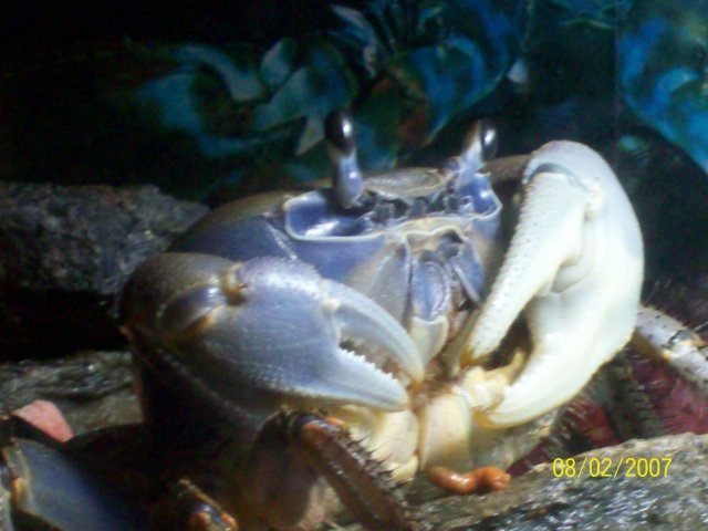 crabman 003.jpg