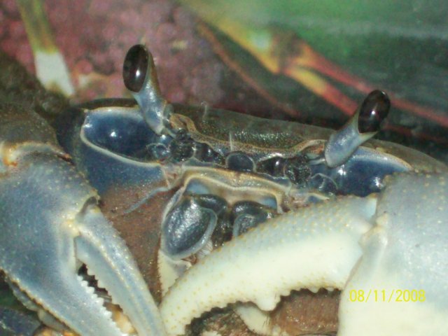 crabman 074.jpg