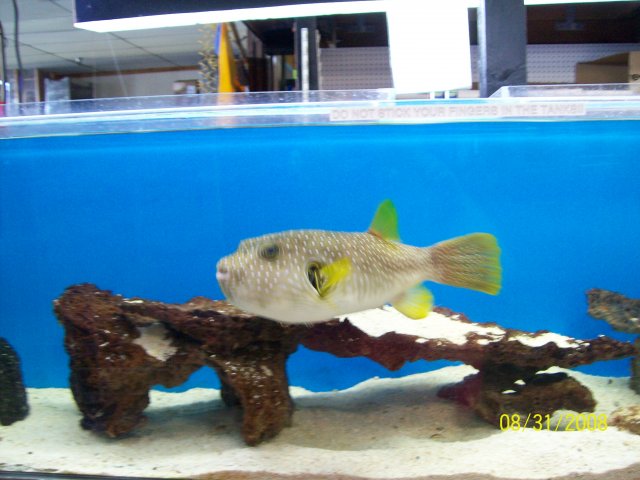 fish store 011.jpg