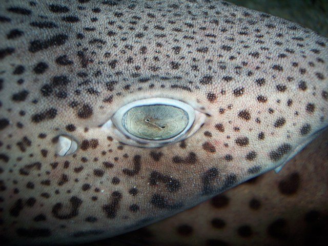 100_2395.JPG