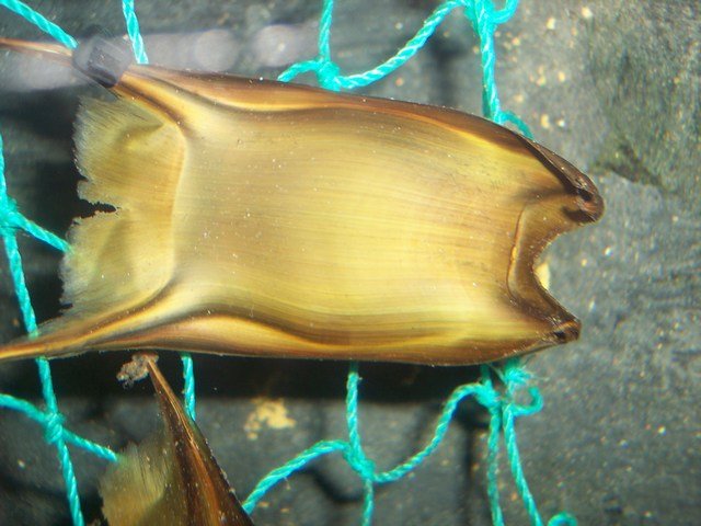 100_2445.JPG