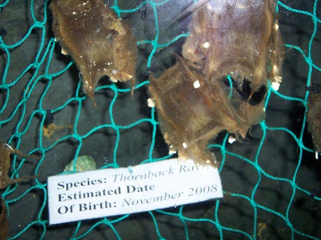 100_2447.JPG