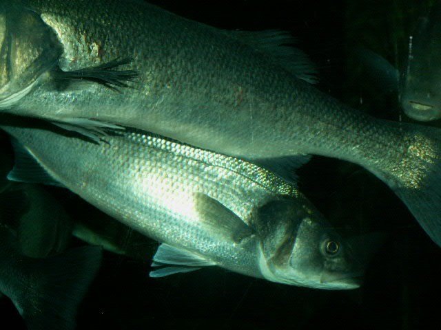PICT2441.JPG