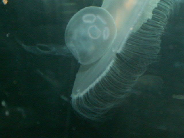 PICT2451.JPG