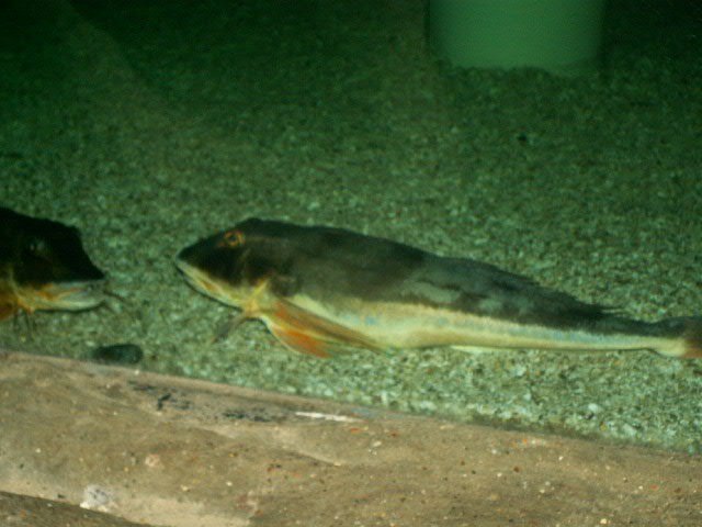 PICT2463.JPG