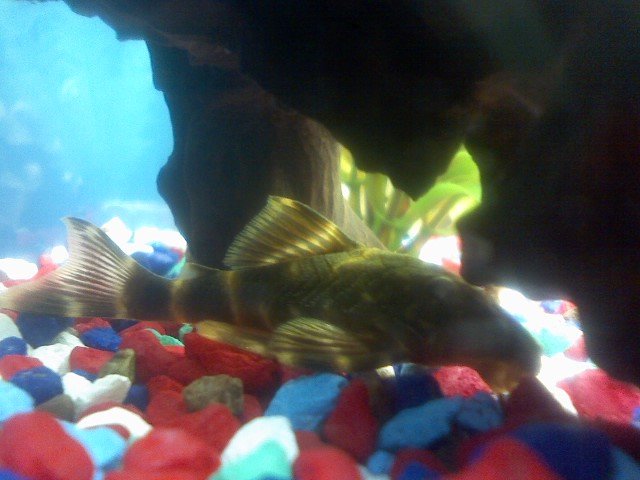 Pleco fish.jpg