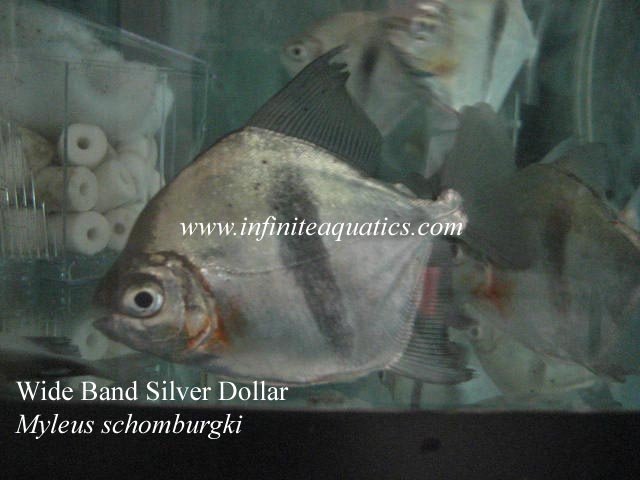 Silver Dollar Wide Band.jpg