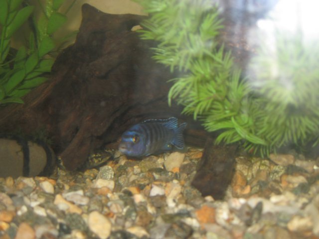 Cichlids 015.jpg