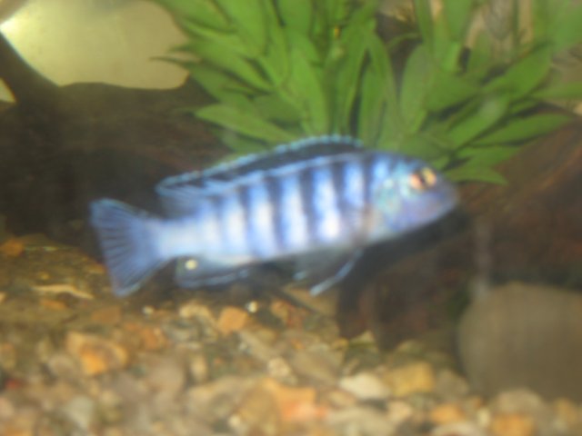 Cichlids 017.jpg