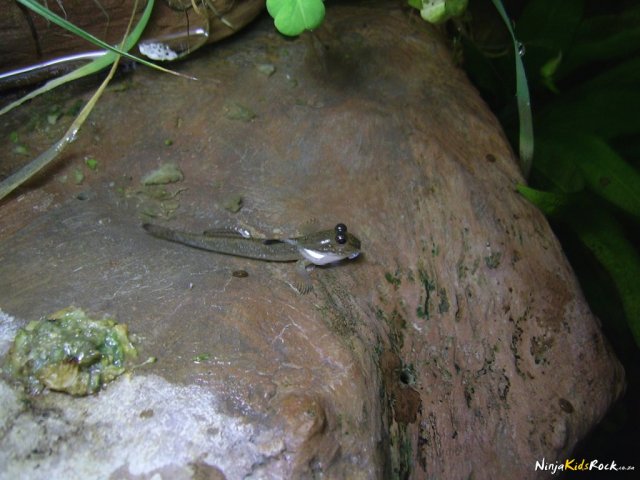 paludarium_1_22.jpg