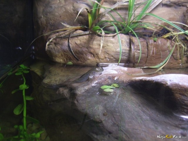 paludarium_1_24.jpg