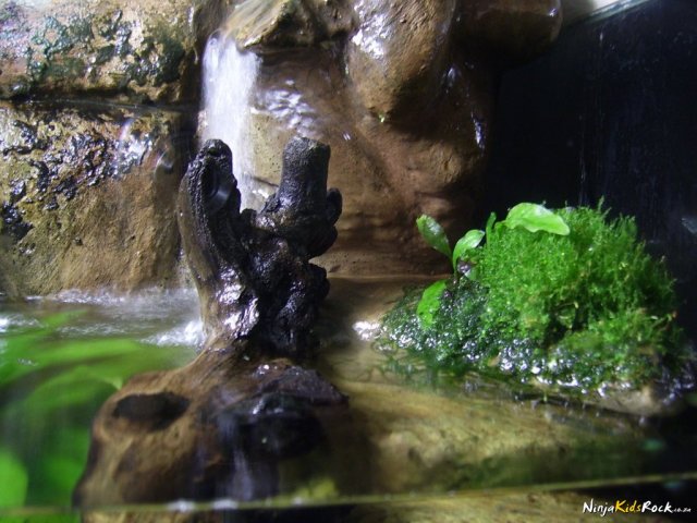 paludarium_1_25.jpg